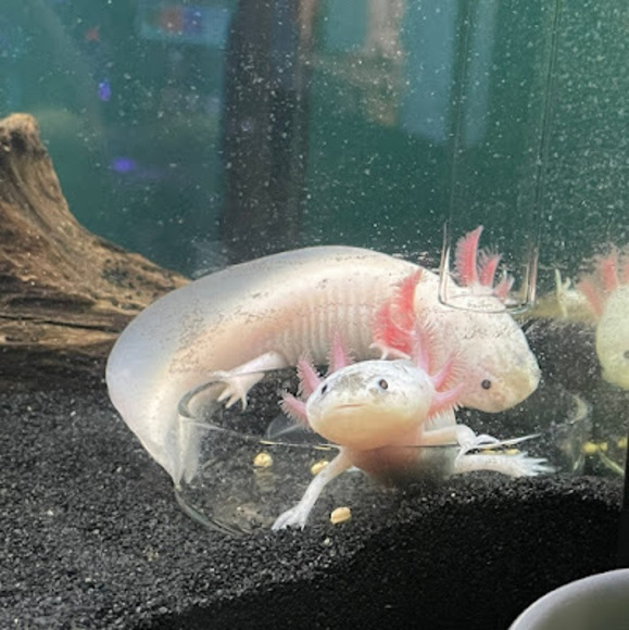 Meet your Posher, Sam - Picture 1 of 1